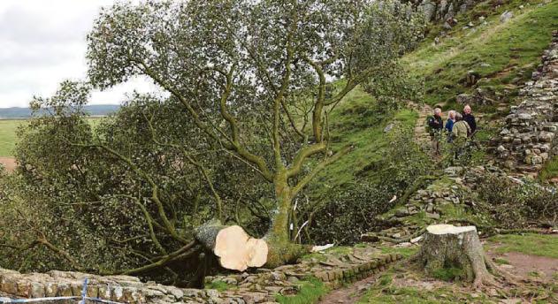 Sycamore Gap accused: 'I was framed by someone stirring the pot'