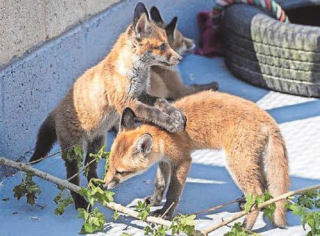 Fox news...help on hand for cute cubs