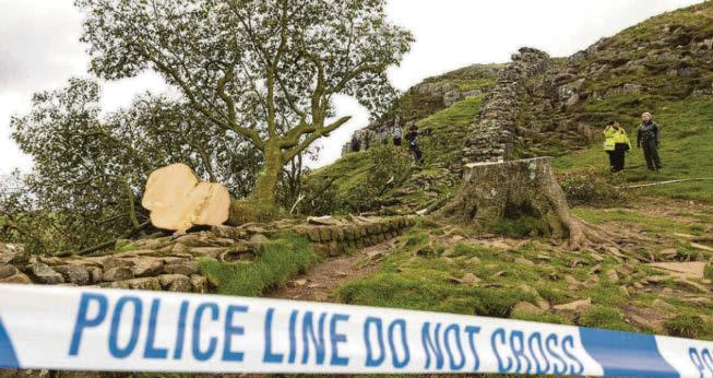 'It was just a tree' says Sycamore Gap accused