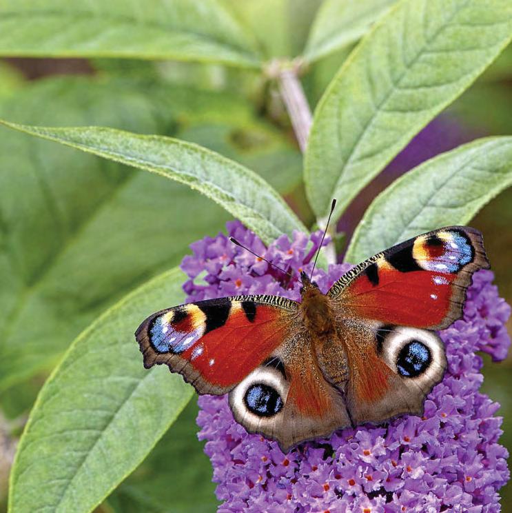Bring on the butterflies