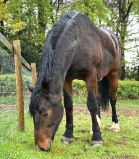 Inverness is now mane attraction