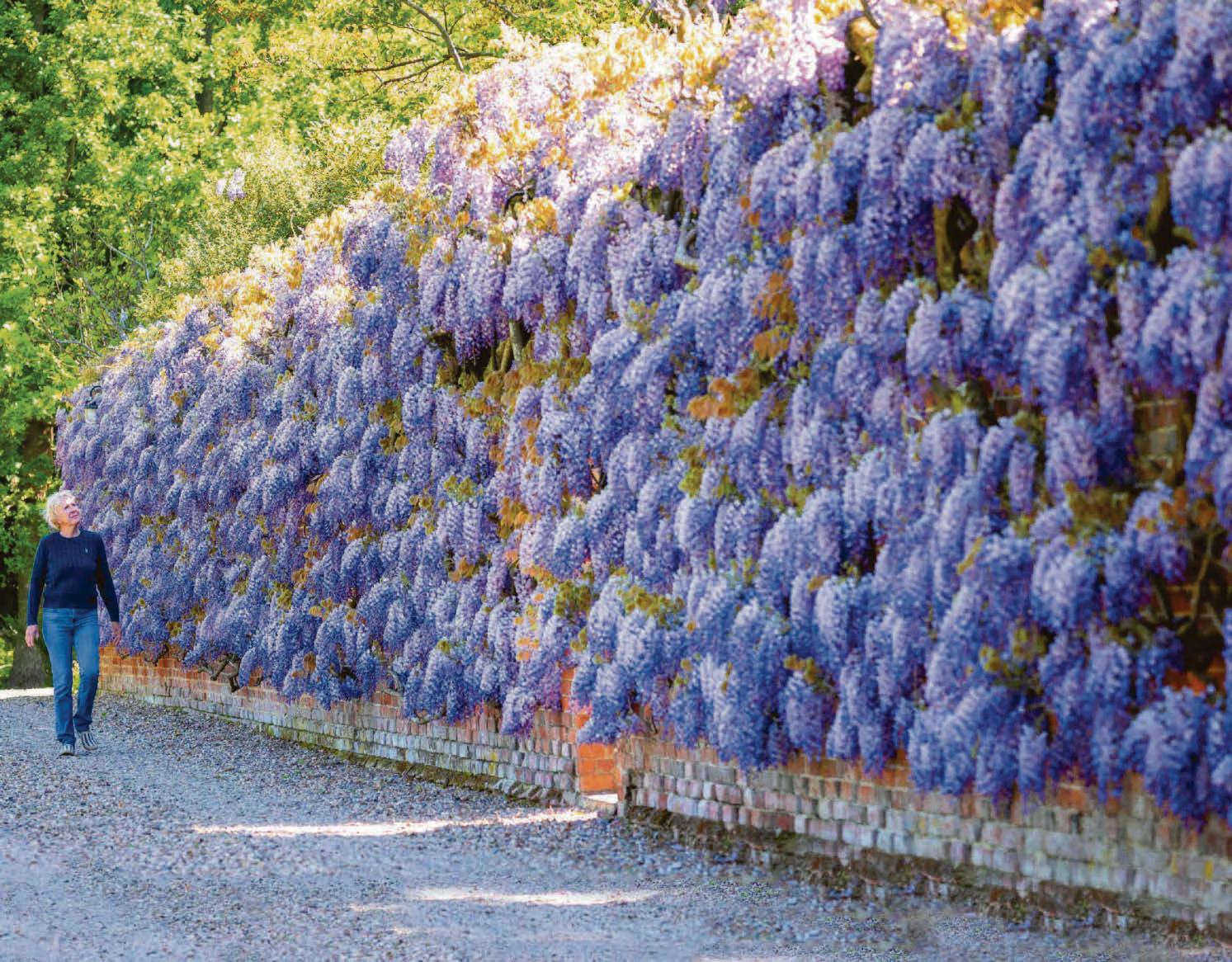 Purple patch for my wisteria..