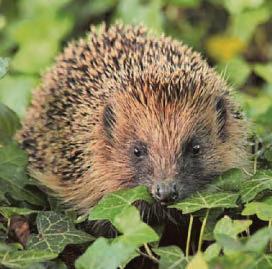 Gardeners warned to keep on lookout for hedgehogs