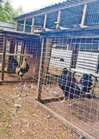 Two arrests as officers swoop in illegal cockfighting crackdown