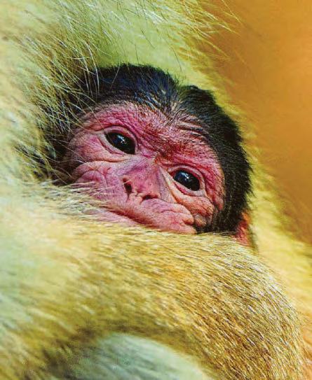 Young un's are getting up to monkey business