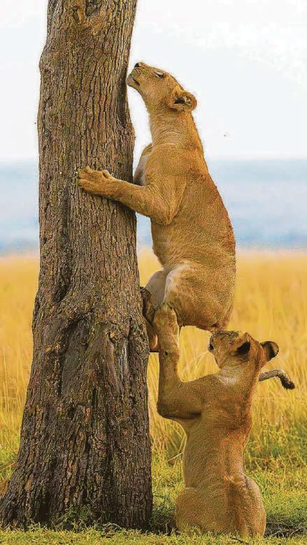 Wildlife having a wild old time