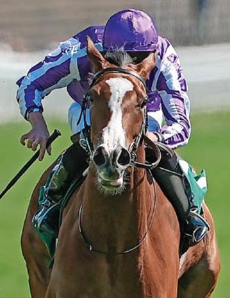 MINNIE AN OAKS MUST FOR RYAN