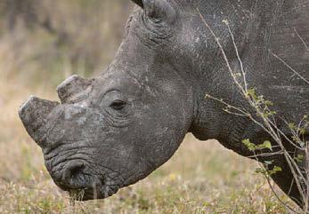 Joy as 'dehorning' cuts rhino poaching by 80%