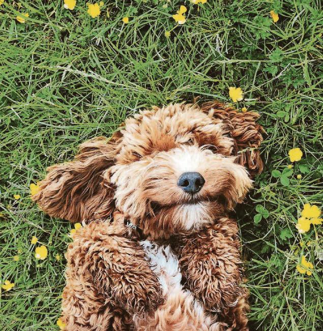 Could womb risk kill dog?