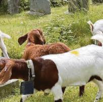 The graveyard that's haunted by goats