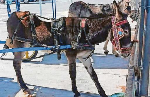 Brits plea to end donkey rides in Spanish hotspot