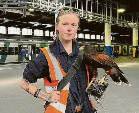 Well-trained hawk on station pigeon patrol
