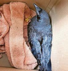 Crow rewards vet's good caws