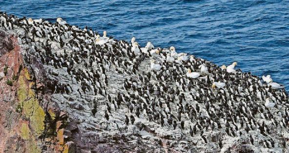 Precious puffins at risk from terror turbines on new wind farm