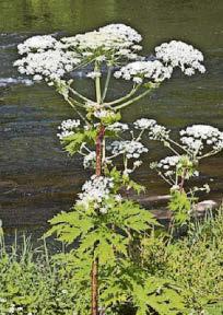 Seemingly harmless plants that grow in UK 'can injure and kill'