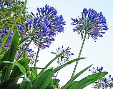 FOCUS ON Agapanthus