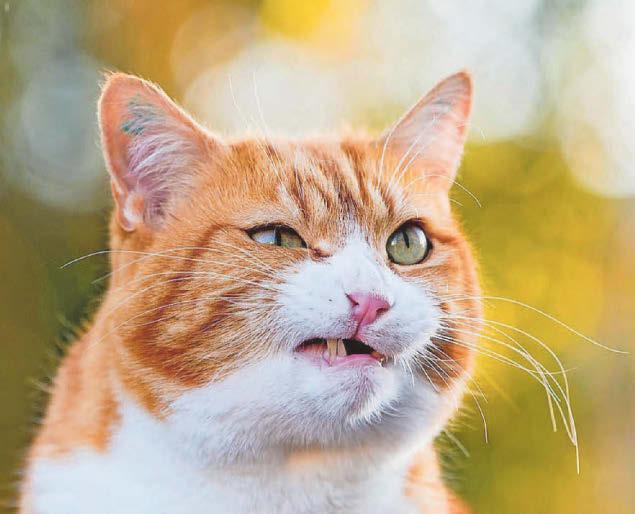 My cat has a swollen lip