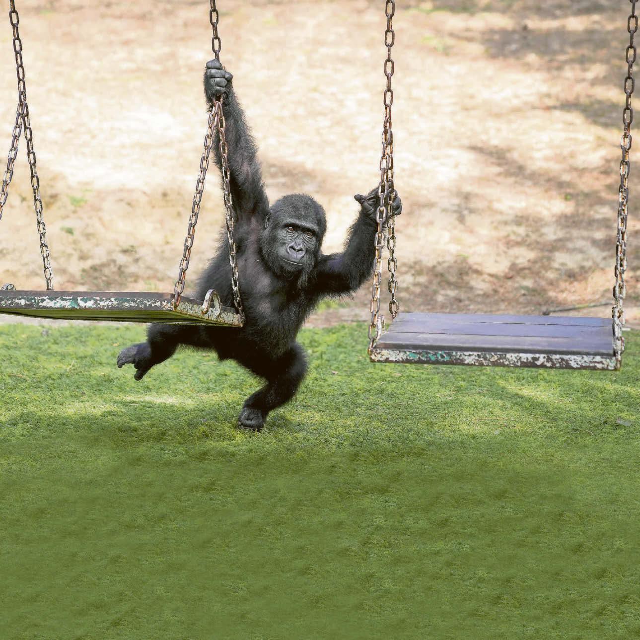 King of the swingers