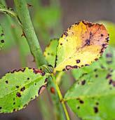 TOP 5 GARDENING JOBS