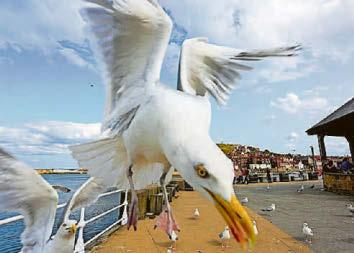 Fury at 'secret' seagull summit