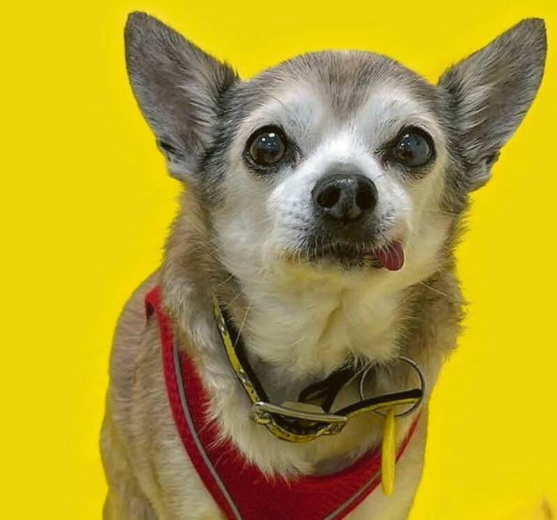 Oldest dog Tiny seeks digs