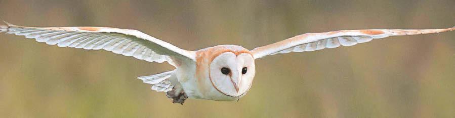 Planning law change 'could leave wildlife more at risk'
