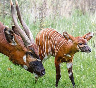 Drum roll please for rare bongo calf