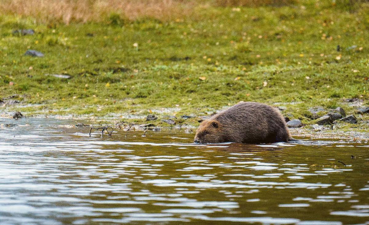 Highland beaver release makes wildlife history