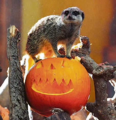 Beastly goings-on for zoos' Halloween