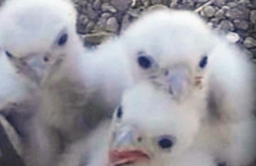 Cathedral's rare peregrine falcon chicks were poisoned