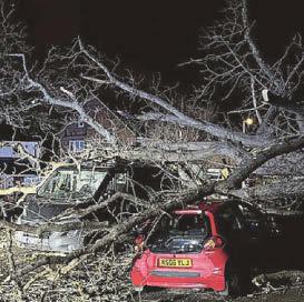 Pair's lucky escape as huge tree smashes into their car