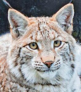 ‘Missing' lynx call of wild