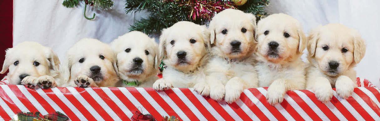 Yappy Christmas for miracle pups