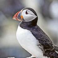 Puffin flock tumbles by a quarter