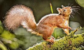 Red squirrel range rises 25% in Highlands 'success story'