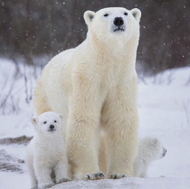 Polar bears adapting to live in warmer climates