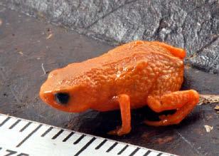 New amphibian size of a pencil tip is toadly cute