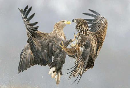 The eagle has landed one on younger rival