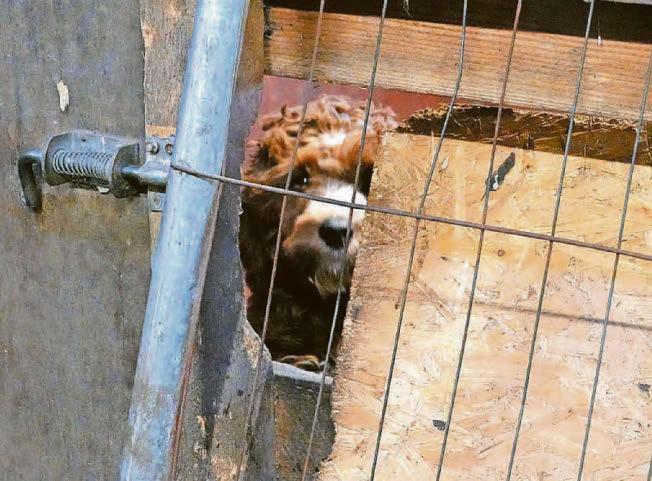 Ban for owner who kept dogs in squalid conditions