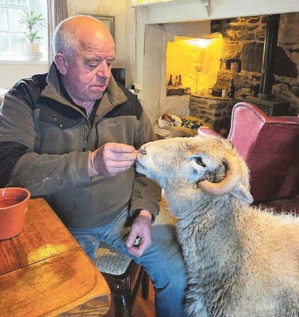 Woof in sheep's clothing is enjoving life on the farm