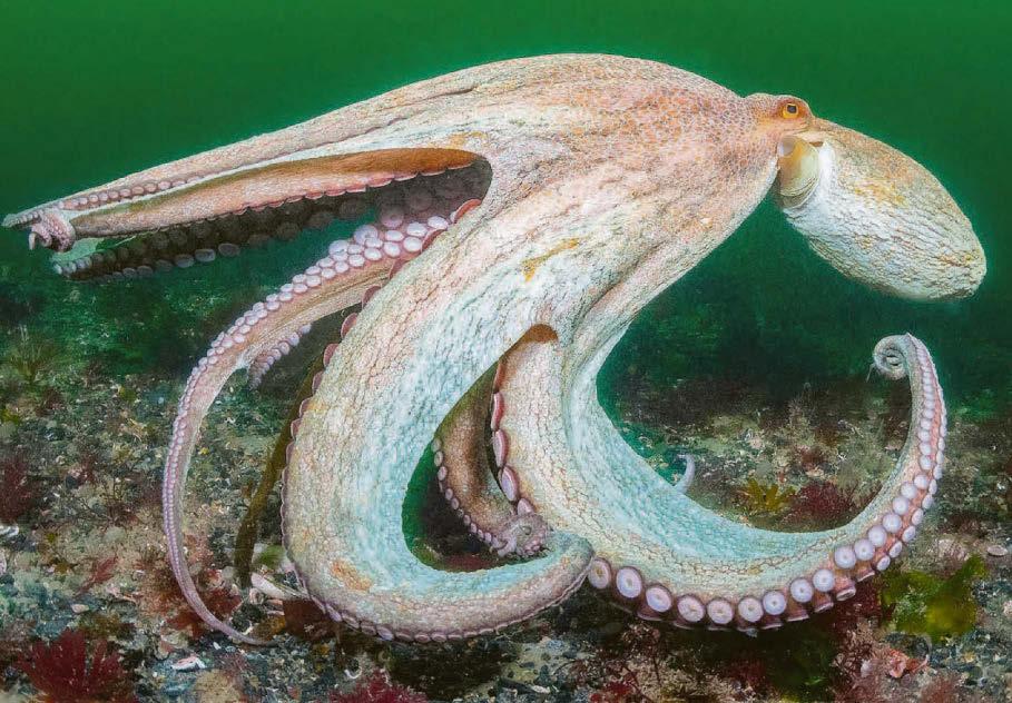 Year of the octopus in UK's warm seas