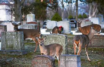Special Christmas cemetery visit to the deer departed