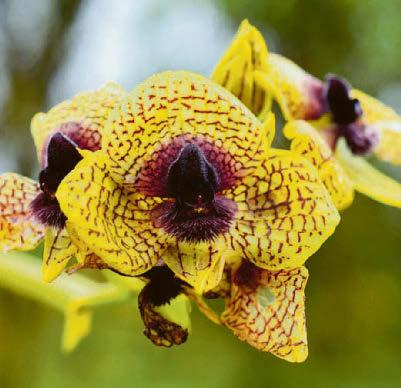 The Kew's who of plants and fungi