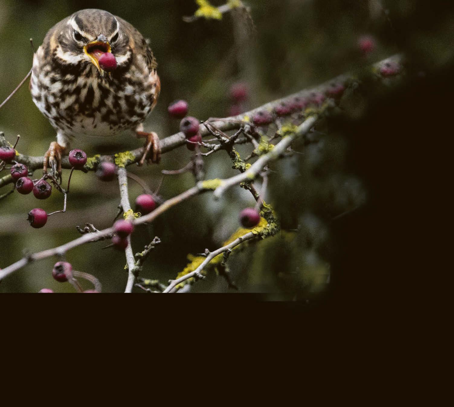 Watch all the birdies