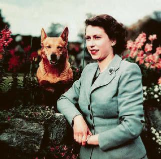 Queen's love of corgis was legendary in royal circles
