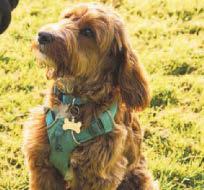 Crossbreed dogs are the naughtiest