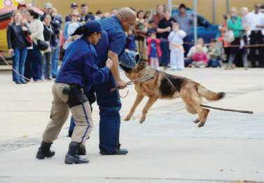 K9 units could give struggling police service more bite