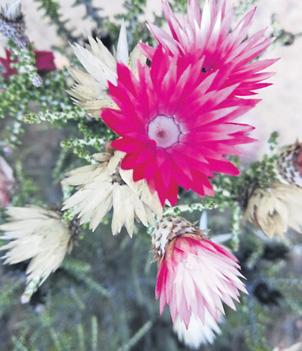 Join City Nature Challenge