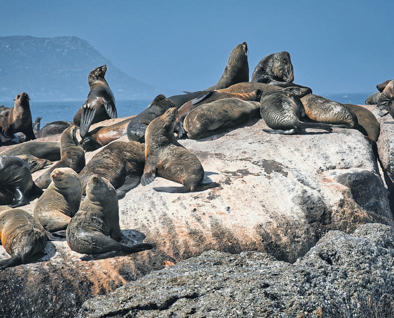 Seals - rabies outbreak alert