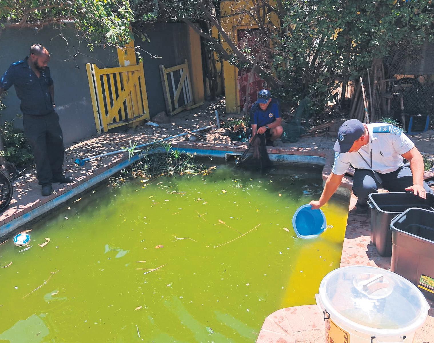SPCA rescues fish from slimy pool
